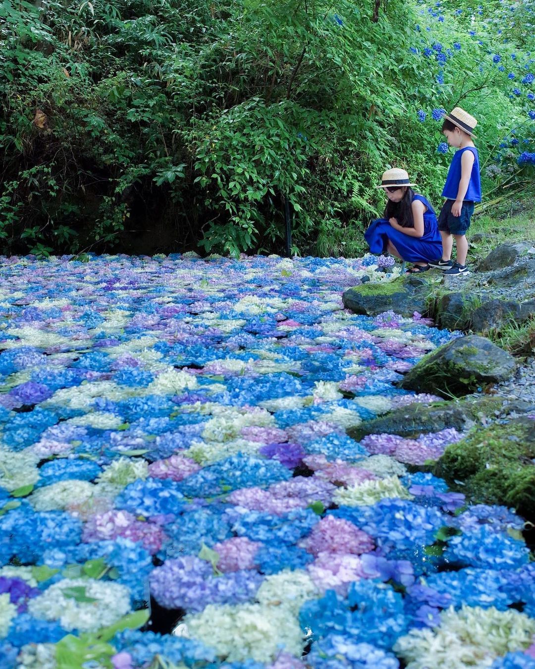 みちのくあじさい園 Pokke ポッケ